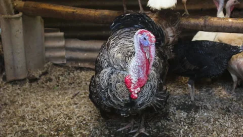 Gobbler Stock Footage 220242362