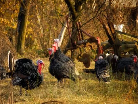 Gobbler harem Foto stock