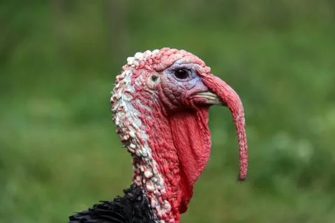 Gobbler Stock Photos