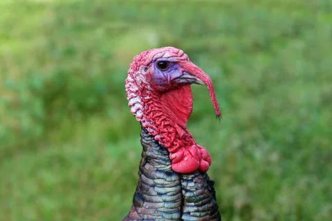 Gobbler Stock Photos