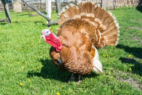 The gobbler. Stock Photos