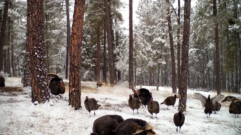 Gobblers Strutting and Hens Chasing with Excited Turkey Calls Stock Footage 128325405