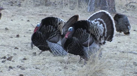 Gobblers Strutting &amp; Wing Dragging Near Hens w/Audio Stock Footage 49220052