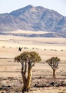 Gobi Desert Stock Photos