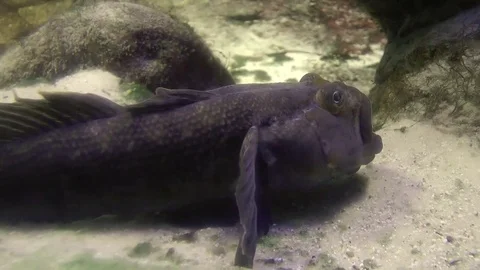 Gobies are fishes of the family Gobiidae... | Stock Video | Pond5