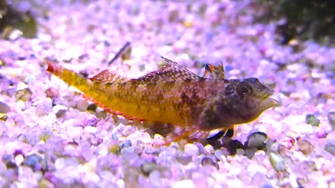 A Gobiidae fish resting Stock Footage 296024875
