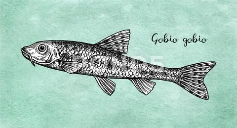 Gobio gobio fish ink sketch Stock Illustration