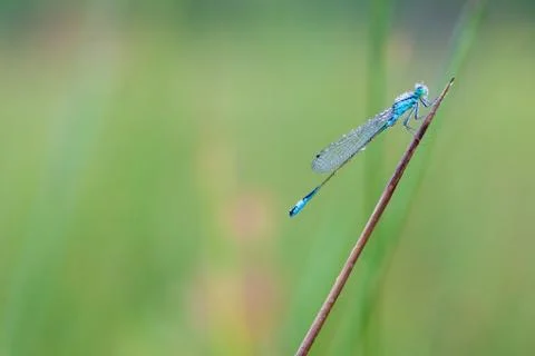 Goblet marked damselfly Stock Photos