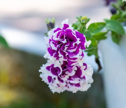 Goblet Violet Foto stock