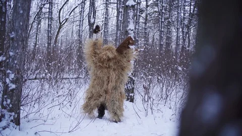 Goblin in the forest Stock Footage 128197420