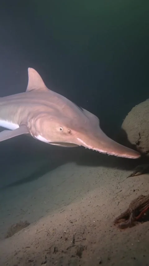Goblin shark in the deep sea Vidéo 330150830