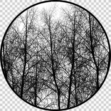 Gobos Light Forest Trees Without Leaves Stock-Illustration