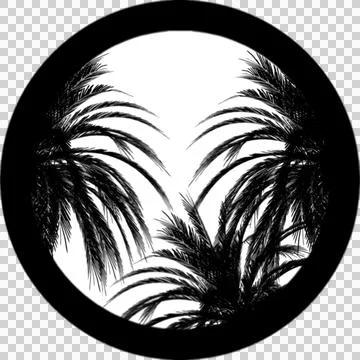  Gobos Three Palm Trees Branches Stock Illustration