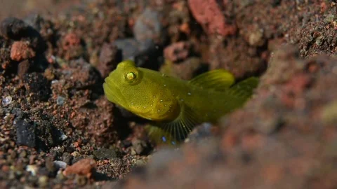 Goby and Shrimp Pair Stock Footage 76203237