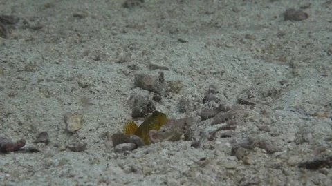 A goby checking out the situation outside its burrow Stock Footage 283276498
