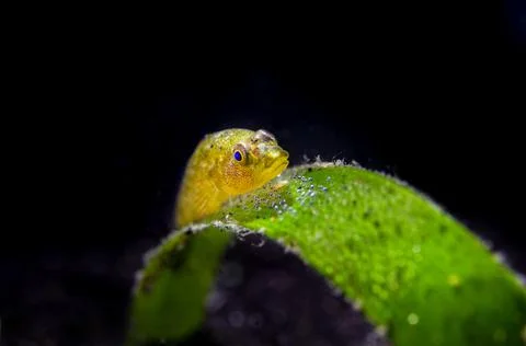 Goby with Eggs Stock Photos