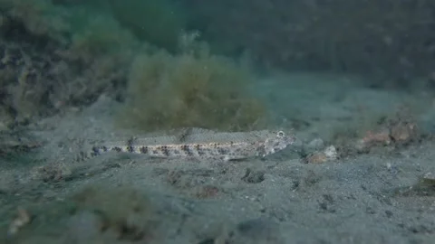 Goby fish darts away sand Stock Footage 231960159