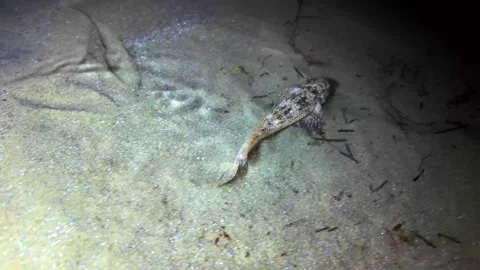 Goby fish at low tide on the beach Stock Footage 280059805