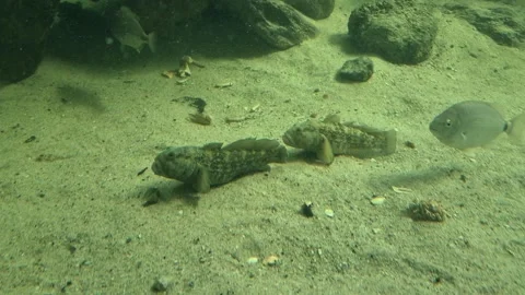 Goby fish resting on a sandy seabed Vídeos de archivo 335042810