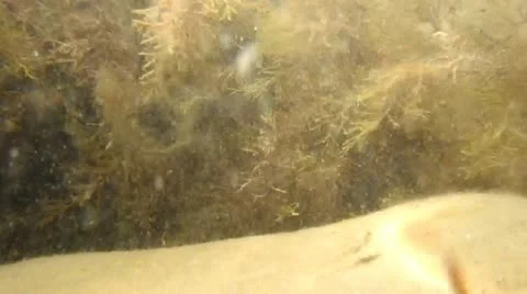 Goby fish on the seabed stone Stock Footage 11238505