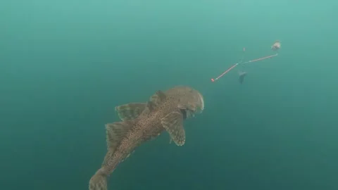 Goby fish tied to bait Stock Footage 142997802