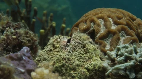 Goby pops out from hold in front of brain coral Stock Footage