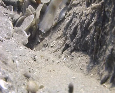 Goby Red snapping shrimp  1 Stock Footage 458512