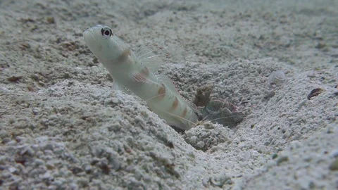 Goby shrimp clears sand from a burrow while a Red Margin Goby fish stands Video stock 115096335