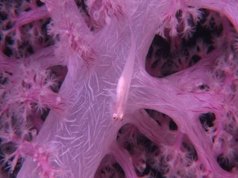 Goby on Soft Coral Stock Footage 98669940