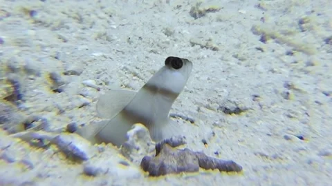 Goby watch from the sandy floor of the red sea Video stock 312487882