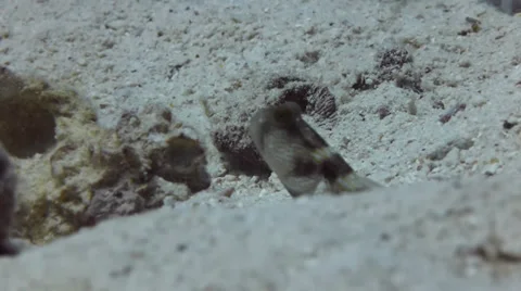 Goby watching 動画素材 33101586