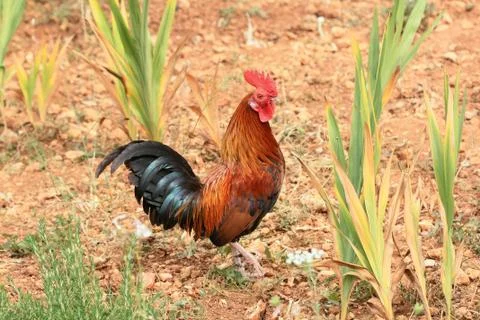 Gockel - Bio Stock Photos