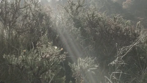 God beam RAW footage Stock Footage 84892589