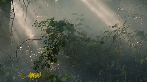 God Beams of Light in Forest Video stock 98014241
