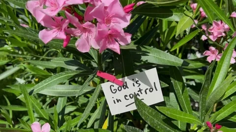 God is in control - christian text with pink flowers and wind outdoors Video stock 339510502
