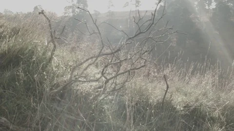 God Rays close up RAW footage of sunbeams Stock Footage 84892606