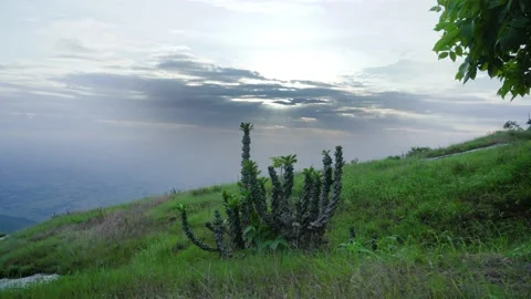 God Rays from dark Clouds over a plant Stock Footage 219318957