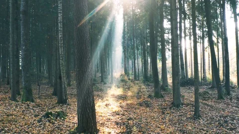 God Rays in Dense Autumn Forest, Smooth Backwards Motion Stock Footage 98419650