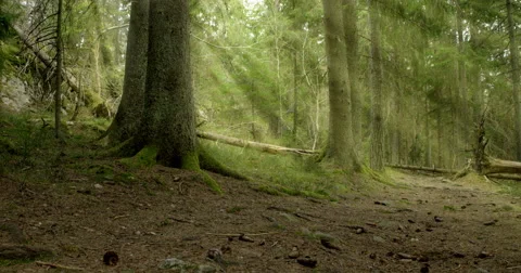 God rays in old-growth pine forest 動画素材 49173449