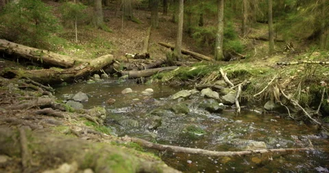 God rays over pine forest stream 動画素材 49178043