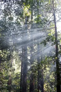 God rays in redwood trees Stock Photos