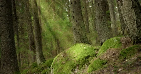 God rays shining on rock in pine forest 動画素材 49174247