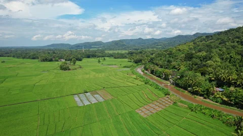 Godean valley green rice field, in Yogyakarta, Java island, irrigation canal Stock Footage 339298509