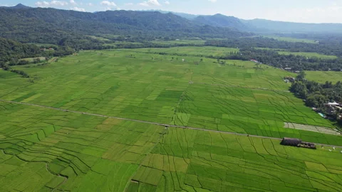 Godean valley huge green rice field, in Yogyakarta, Java Stock Footage 339298100
