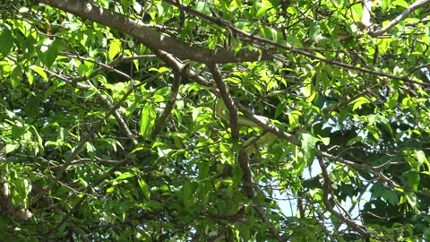 Goden tree snake shook its head on the tree. Stock Footage 169024469