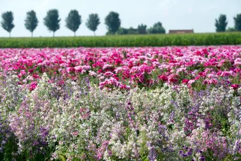 Godetia field Stock Photos