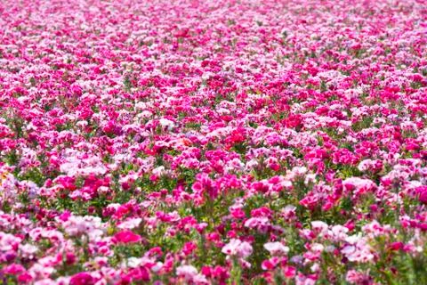Godetia field Фото