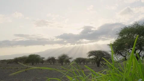 Godlike sun rays shining light in peaceful morning in Tanaznia Safari in Africa Stock Footage 304173406