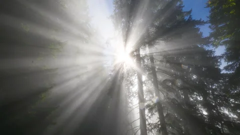 Godrays in a Foggy Forest Stock Footage 319842899