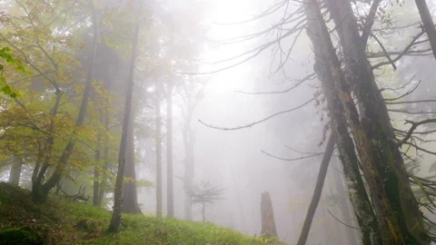 Godrays in a Foggy Forest Stock Footage 319843059